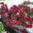 Escalando videira sementes de flores de rosa🌹