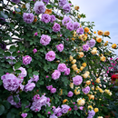 Escalando videira sementes de flores de rosa🌹