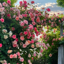 Escalando videira sementes de flores de rosa🌹